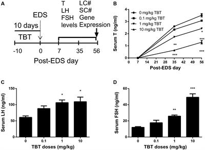 A Short-Term Exposure to Tributyltin Blocks Leydig Cell Regeneration in the Adult Rat Testis